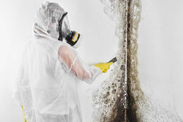 Best DIY Mold Remediation Support Services in Fulton, MO