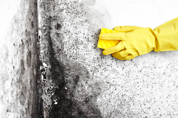 Best White Mold Remediation in Fulton, MO