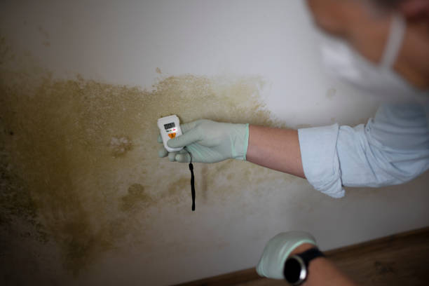 Best Residential Mold Remediation in Fulton, MO