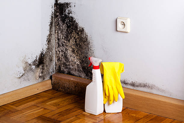 Best Localized Mold Remediation (e.g., coastal areas, humid climates) in Fulton, MO
