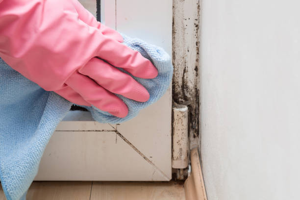 Best HVAC Mold Remediation in Fulton, MO