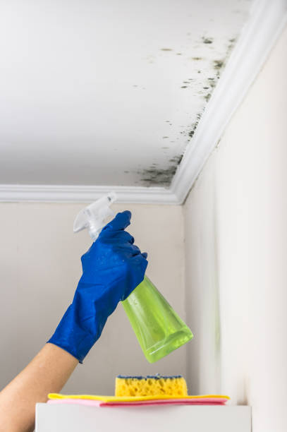 Best Black Mold Remediation in Fulton, MO